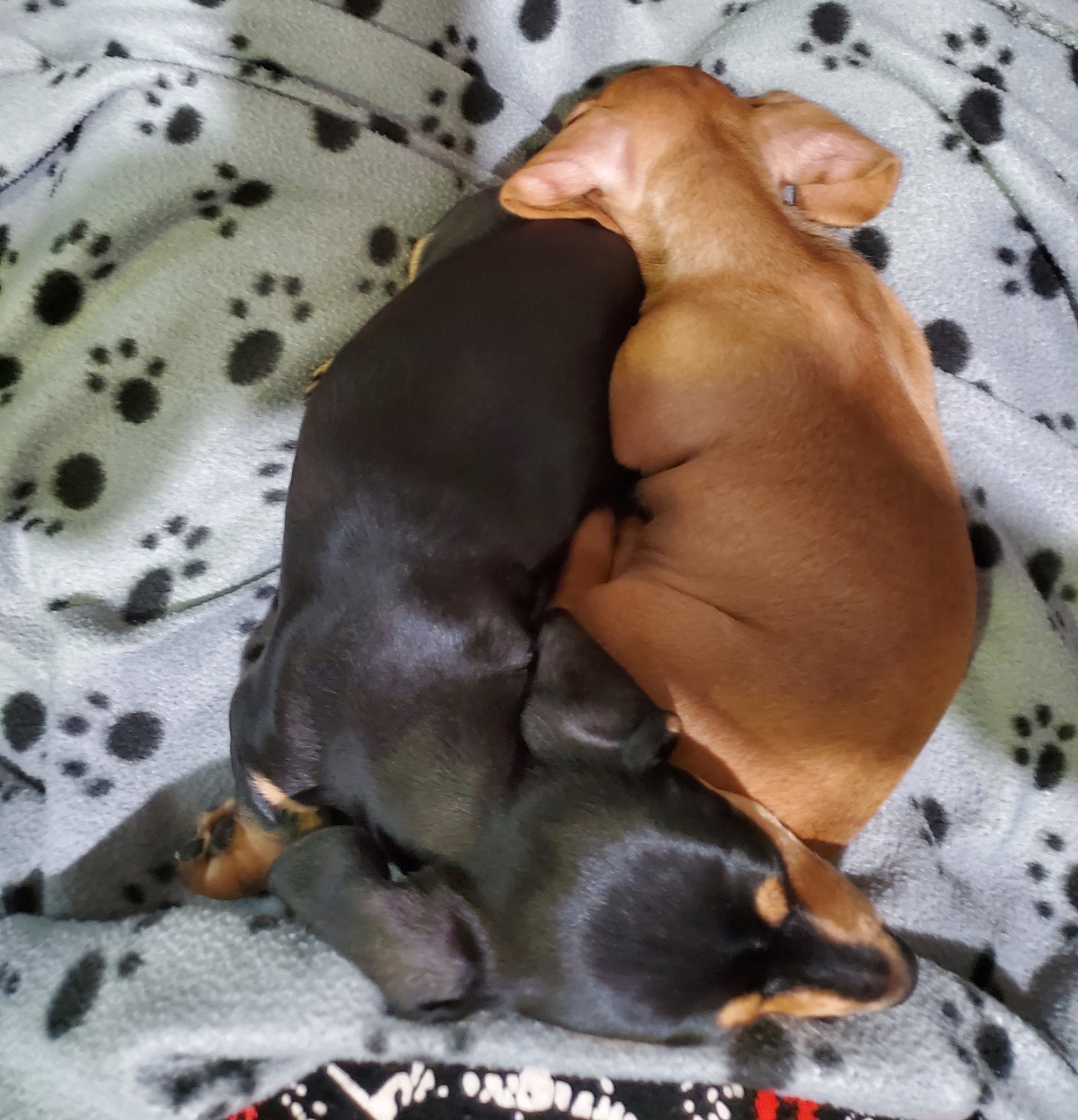 John McNeese — puppy photo 2