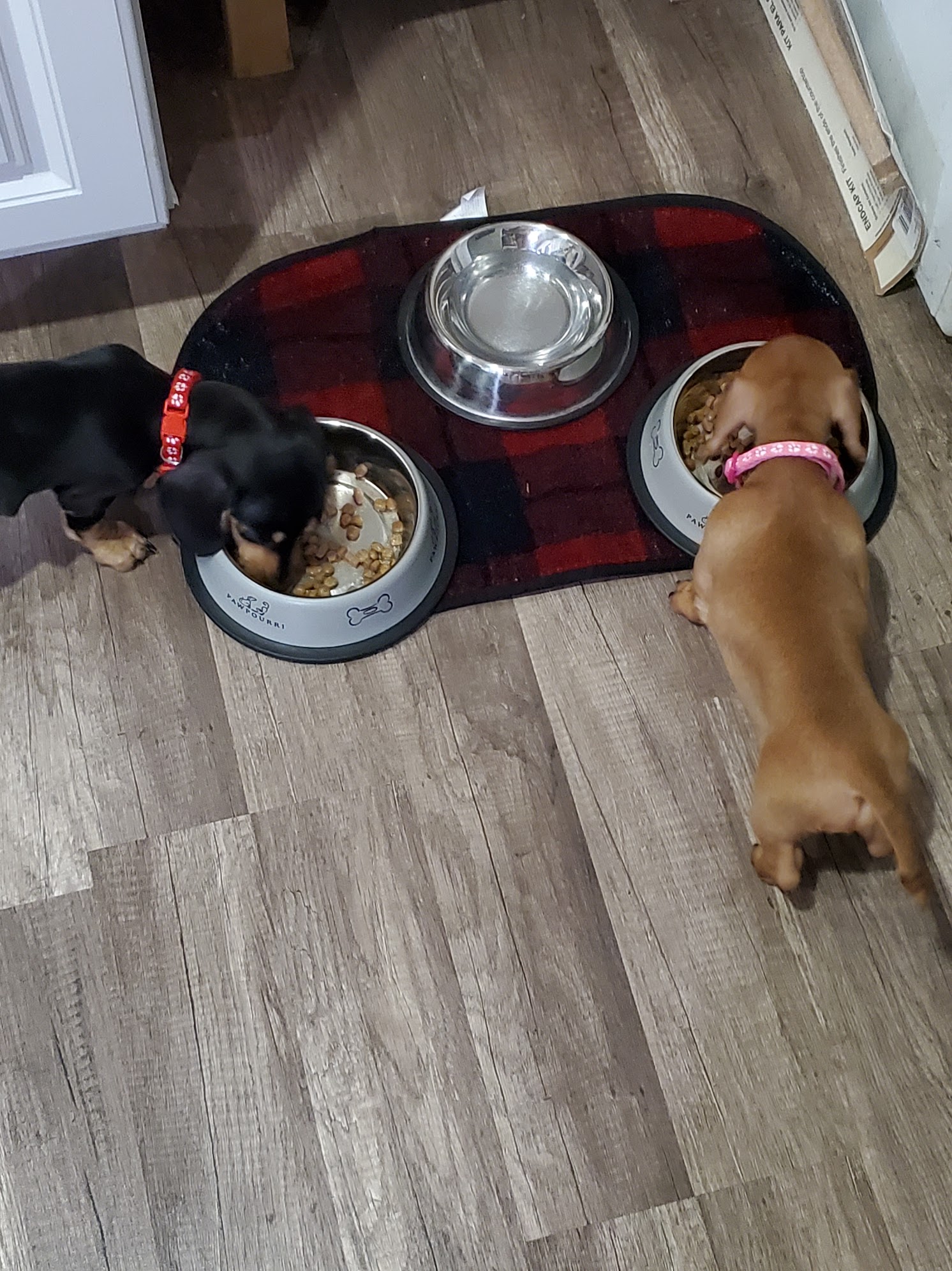John McNeese — puppy photo 3