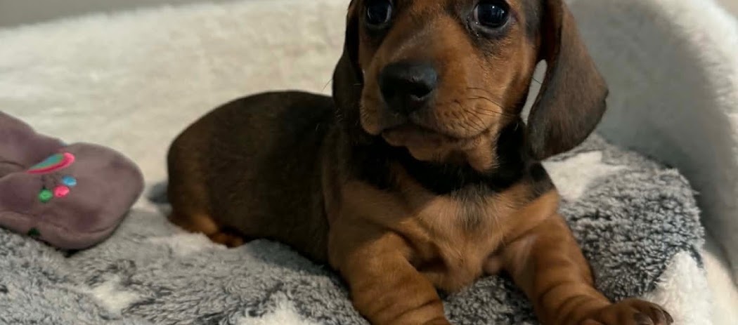 John Mahoney — puppy photo 1