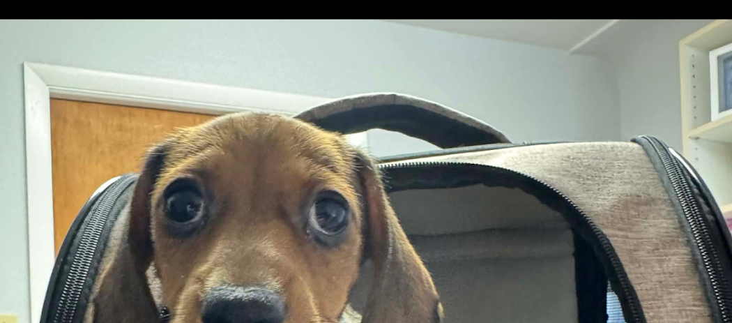 John Mahoney — puppy photo 2