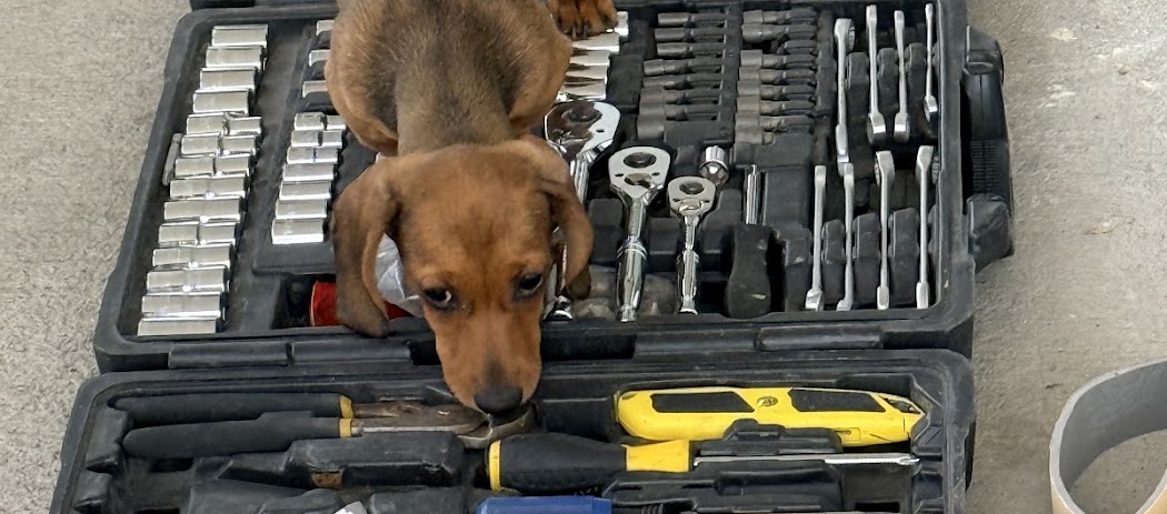 John Mahoney — puppy photo 3