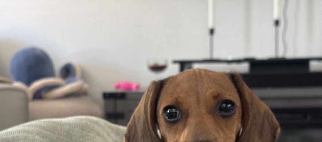 John Mahoney — puppy photo 4