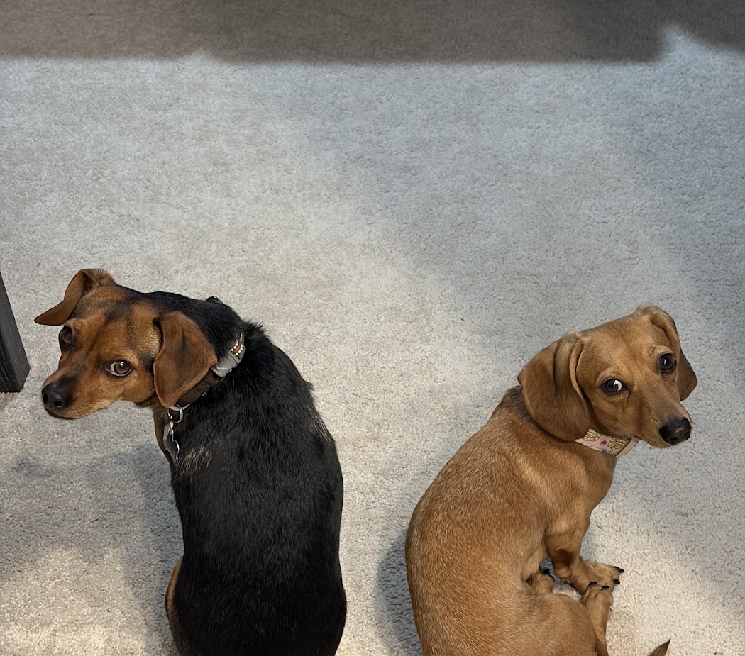 Julia Martinez — puppy photo 1