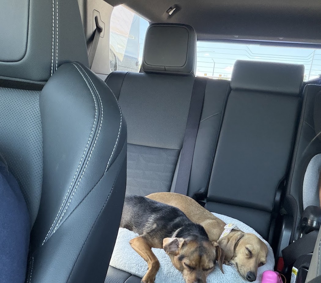 Julia Martinez — puppy photo 2