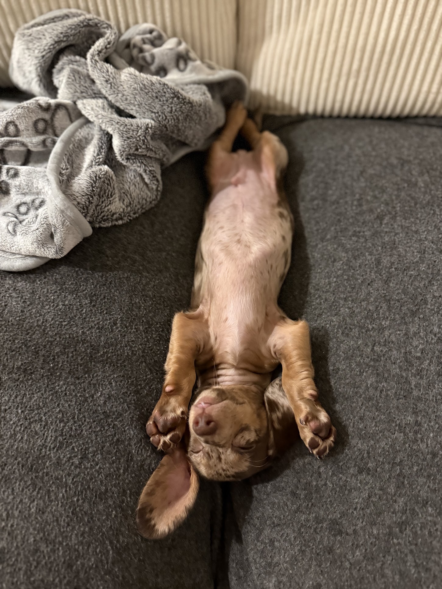 paulina mazurek — puppy photo 1
