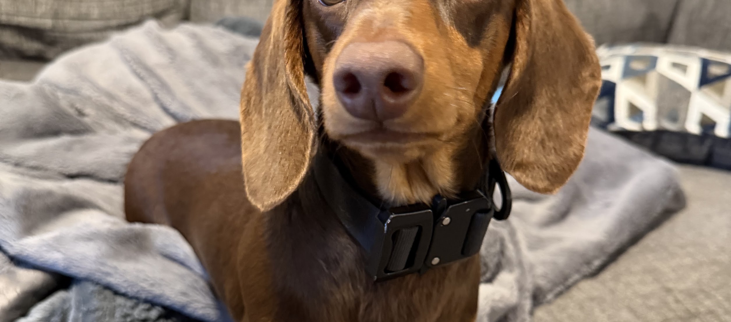 Sydney Bella — puppy photo 1